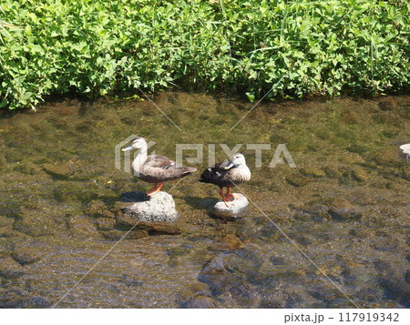 川を泳ぐカルガモ 川を泳ぐカルガモ 117919342