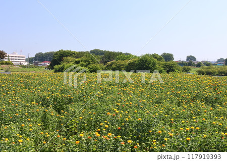 一面にベニバナが咲いている風景 117919393
