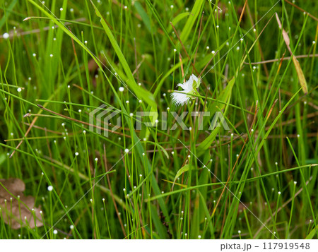 湿地の植物群サギソウ・シラタマホシクサ 117919548