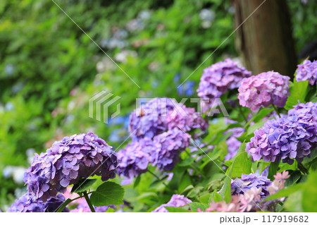紫の紫陽花 紫の紫陽花 117919682