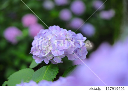 青い紫陽花 117919691