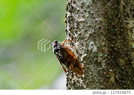樹木に止まるセミ科アブラゼミ 樹木に止まるセミ科アブラゼミ 117919875