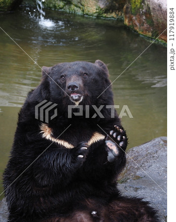 奥飛騨クマ牧場の熊 奥飛騨クマ牧場の熊 117919884