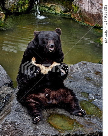 奥飛騨クマ牧場の熊 117919885