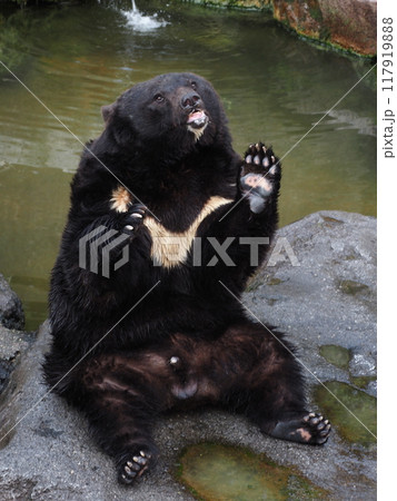 奥飛騨クマ牧場の熊 奥飛騨クマ牧場の熊 117919888