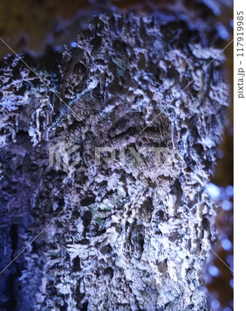 飛騨大鍾乳洞の風景 117919985