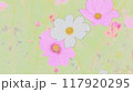 コスモスの花 117920295