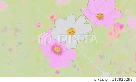 コスモスの花 コスモスの花 117920295