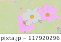 コスモスの花 117920296