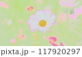 コスモスの花 117920297