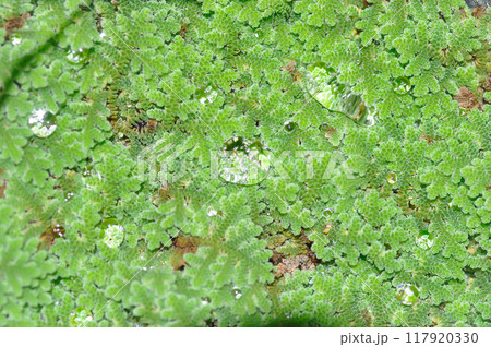 Azolla Microphylla, Azolla Nilotica or Azolla Anabaena or Water fern or Azolla filiculoides or water lettuce ,stemless water plant or duckweed in the well and rain drop 117920330