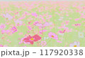 一面に広がるコスモス畑 117920338
