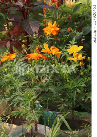 yellow colored sulfur cosmos flower 117920453