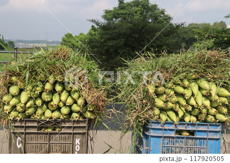 Sponge gourd on farm for harvest 117920505