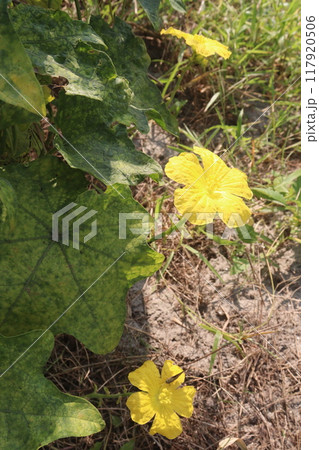 Sponge gourd on farm for harvest 117920506