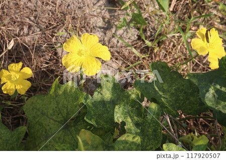 Sponge gourd on farm for harvest 117920507
