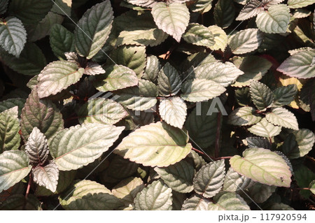 Strobilanthes alternata plant on hanging pot Strobilanthes alternata plant on hanging pot 117920594