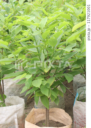 sugar apple plant on nursery for sell 117921001