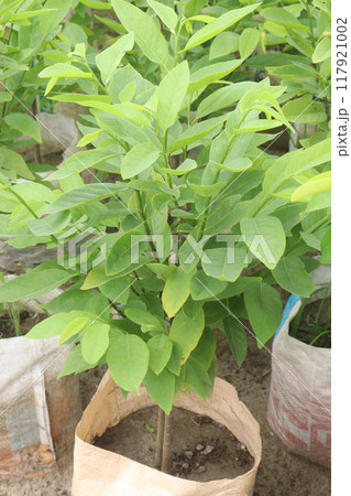 sugar apple plant on nursery for sell 117921002