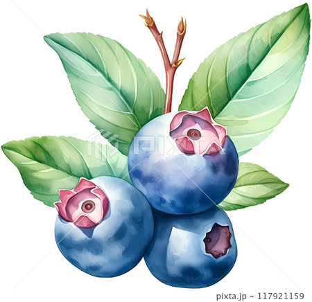 Blueberry 117921159