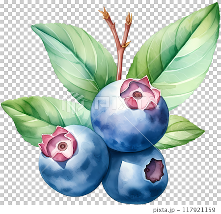 Blueberry 117921159