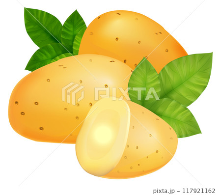 Potato whole and half cut vegetable. Realistic food 117921162