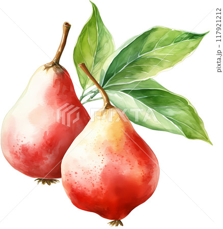 Chinese pear 117921212