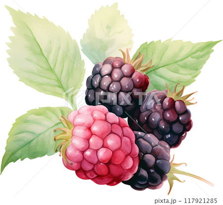 Blackberry Blackberry 117921285