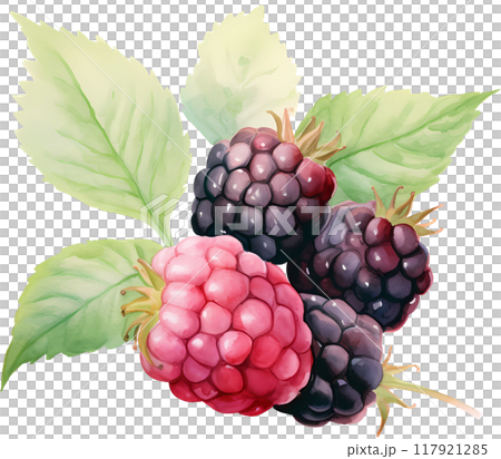 Blackberry Blackberry 117921285