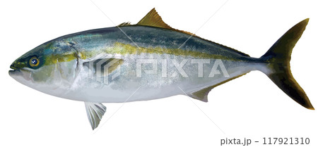 おいしい海水魚・天然ブリの切り抜き白背景リアルタッチイラストレーション おいしい海水魚・天然ブリの切り抜き白背景リアルタッチイラストレーション 117921310