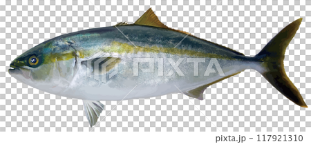 おいしい海水魚・天然ブリの切り抜き白背景リアルタッチイラストレーション おいしい海水魚・天然ブリの切り抜き白背景リアルタッチイラストレーション 117921310