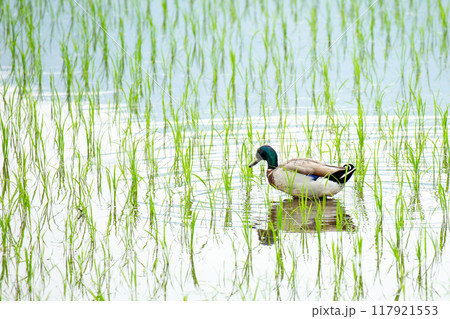 水田のカモ 水田のカモ 117921553
