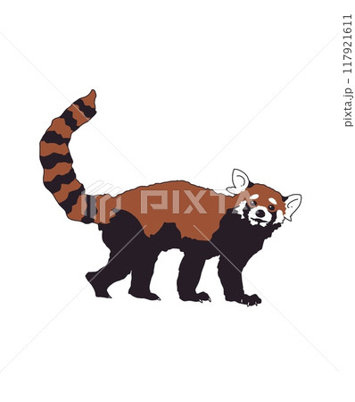 こっちを見ているレッサーパンダ こっちを見ているレッサーパンダ 117921611