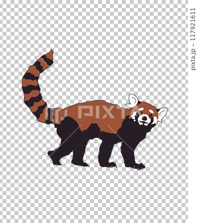 こっちを見ているレッサーパンダ こっちを見ているレッサーパンダ 117921611