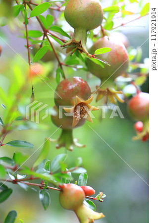 ヒメザクロ(チョウセンザクロ)の実 ヒメザクロ(チョウセンザクロ)の実 117921914
