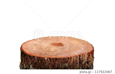 The natural stump is cut smooth. Isolated on a white background 117922067