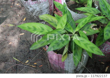 Calathea Leopardina plant on nursery for sell Calathea Leopardina plant on nursery for sell 117922137