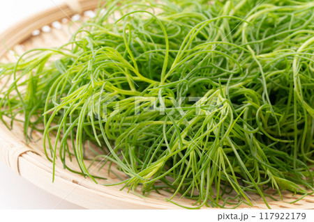 オカヒジキのクローズアップ 117922179