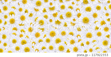 Many beautiful daisies For making background images 117922353
