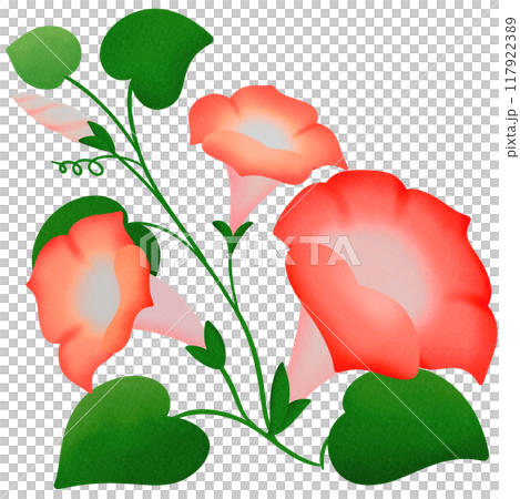 red morning glory 117922389