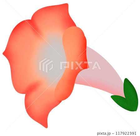 red morning glory red morning glory 117922391