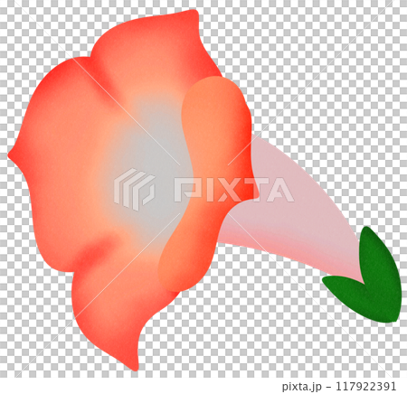 red morning glory red morning glory 117922391