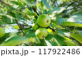 小石川に寄贈されたニュートンのりんご 117922486