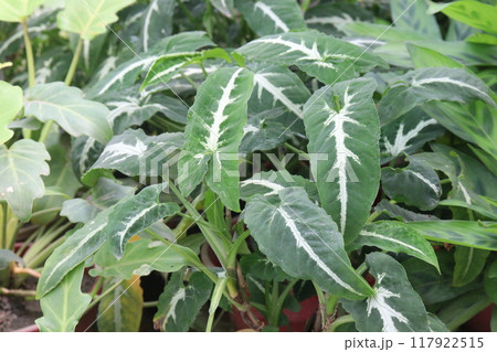 Syngonium wendlandii plant on nursery Syngonium wendlandii plant on nursery 117922515