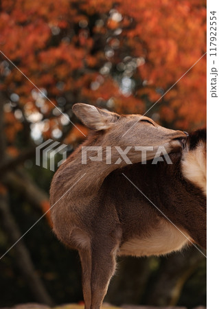 若草山の鹿 117922554