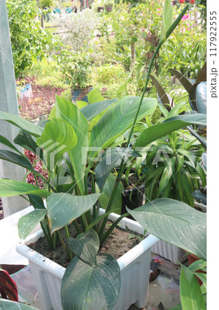 Spathiphyllum kochii flower plant on nursery Spathiphyllum kochii flower plant on nursery 117922555