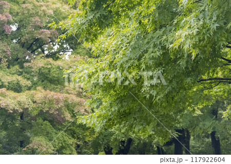 横浜の原風景の戸塚区舞岡ふるさと公園の夏 117922604