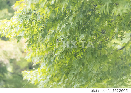 横浜の原風景の戸塚区舞岡ふるさと公園の夏 117922605