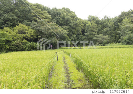 横浜の原風景の戸塚区舞岡ふるさと公園の夏 117922614