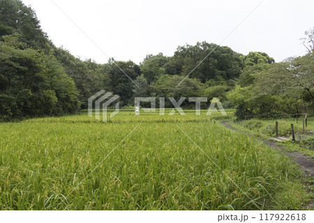 横浜の原風景の戸塚区舞岡ふるさと公園の夏 117922618